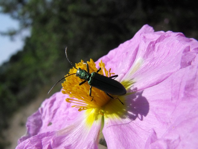 Coleottero su Cistus: probabile  Chrysanthia (Oedemeridae)